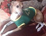 Healthy Dog Breeds