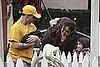 Pictures of Katie Holmes and Suri Cruise on the Set of Jack and Jill
