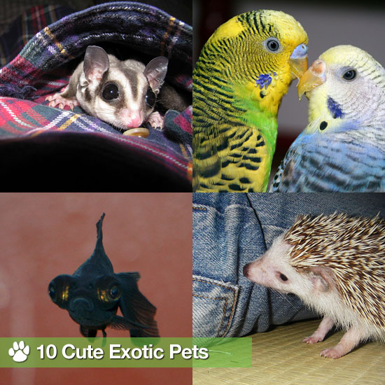 Pictures of Exotic Pets