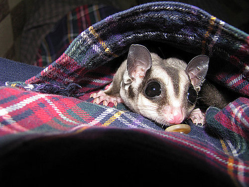 This sugar glider sure ain't your usual pet!
Source: Flickr user Jason Meredith
This sugar glider sure ain't your usual pet!
Source: Flickr user Jason Meredith
