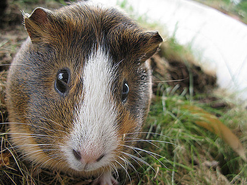 Awww . . . guinea pigs are precious!
Source: Flickr user photon ℽ
Awww . . . guinea pigs are precious!
Source: Flickr user photon ℽ
