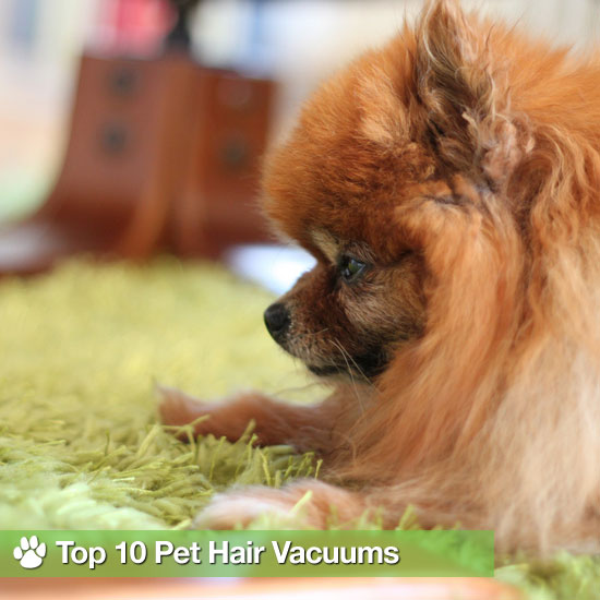 Best Vacuums For Pet Hair on Carpet and Hardwood Best Vacuums For Pet Hair on Carpet and Hardwood
