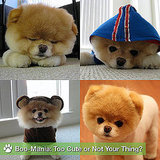 Pictures of Boo the Cute Pomeranian Pictures of Boo the Cute Pomeranian