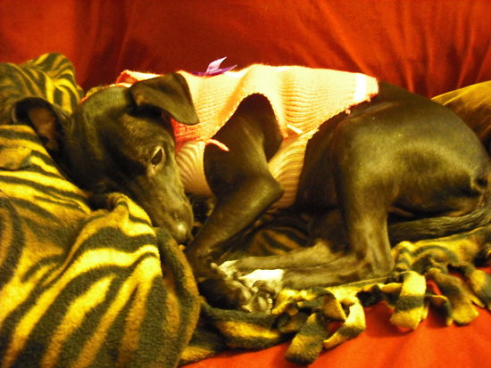 Sleeping Puppy