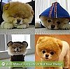 Sugar Shout Out: Get Acquainted With Boo the Cute Pomeranian