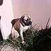 Cookie Soaking in the Sunshine