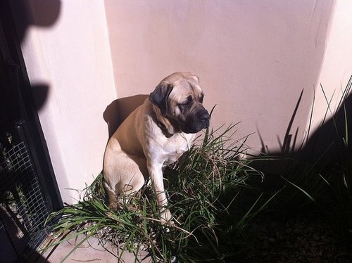 Cookie Soaking in the Sunshine