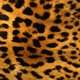 Julia Leopard