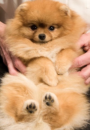 Why Am I Being Held Like a Baby? Why Am I Being Held Like a Baby?