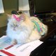 thefashionkittty