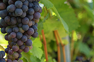 Wine Quiz on Red and White Grapes
