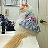 Cats Like Women Better Than Men