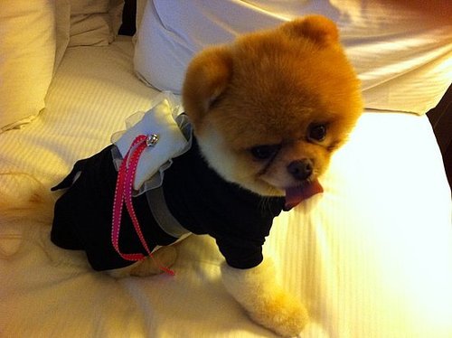 Boo the Pomeranian looks too cute dressed as a "ring pup."
Boo the Pomeranian looks too cute dressed as a "ring pup."