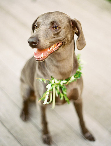Simple greenery gave this doggie some wedding flair.
Photo by Jen Curtis Photography
Simple greenery gave this doggie some wedding flair.
Photo by Jen Curtis Photography