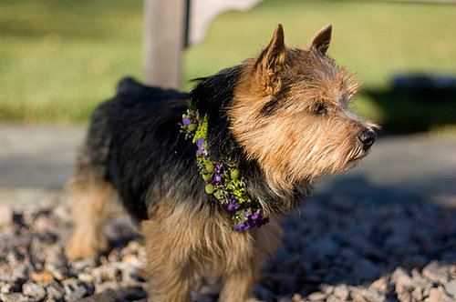 At this New England wedding the couple's Norwich Terrier Archie was dressed with flowers.
Photo by Creative Image Collections
At this New England wedding the couple's Norwich Terrier Archie was dressed with flowers.
Photo by Creative Image Collections