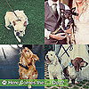 Dogs in Weddings