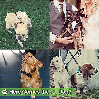 Dogs in Weddings