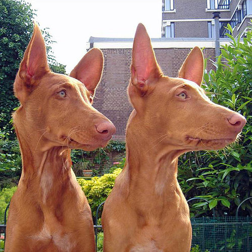 Egyptian Pharoah Hound Egyptian Pharoah Hound