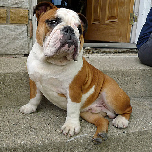 English Bulldog English Bulldog