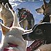 Canadian Eskimo Dog