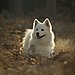 Samoyed