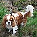 Cavalier King Charles Spaniel