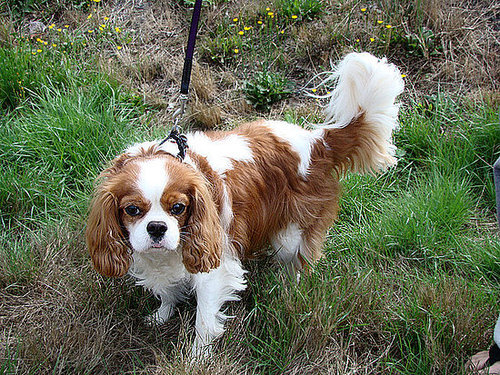 Cavalier King Charles Spaniel Cavalier King Charles Spaniel