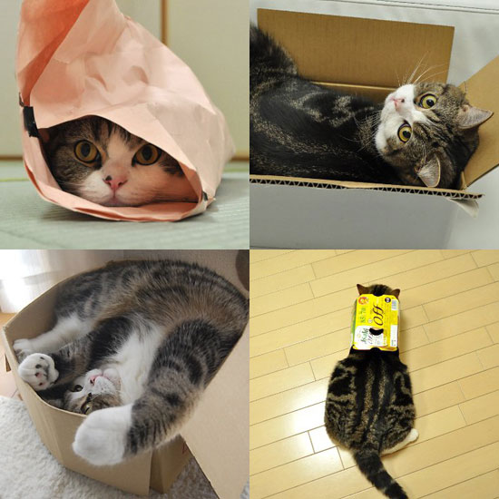 Maru Maru