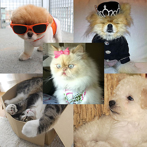 Who's Your Favorite Pet Celeb? Who's Your Favorite Pet Celeb?