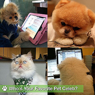 Pet Celebrities Giggy, Maru, Luna, Boo, and Beast