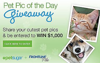 Show Off Your Cute Pet Pics and Win $1,000 From FRONTLINE Plus!