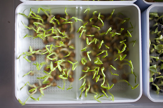 One Sister Inc.: An Underground Dining Experience From a Chef with Serious Cred