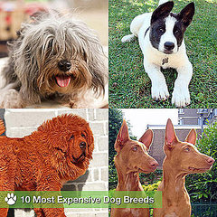 10 Most Expensive Dog Breeds, Including Tibetan Mastiff