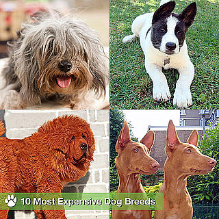 10 Most Expensive Dog Breeds, Including Tibetan Mastiff