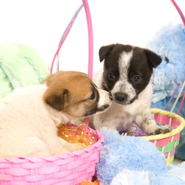Easter Safety For Pets
