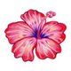 hibiscus96818