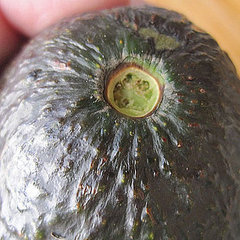 How to Tell If an Avocado Is Ripe