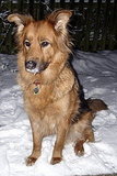josie