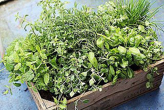 How to Store Fresh Herbs