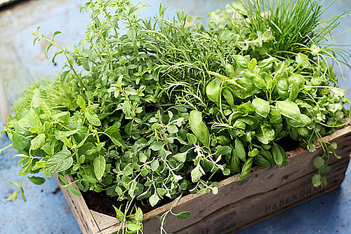 How to Store Fresh Herbs