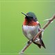 hummingbird84 hummingbird84
