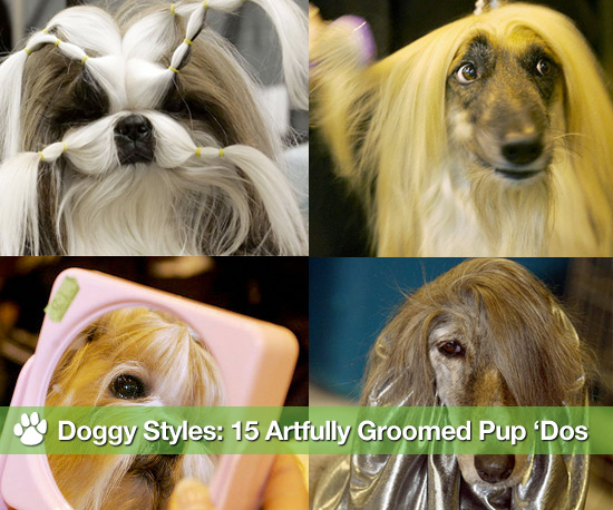 Pictures of Dog Hairstyles