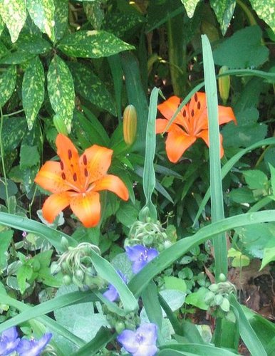 Daylilies Explode Color in the Garden