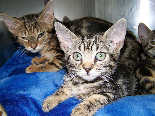 Source: Flickr User Rocky Mountain Feline Rescue
Source: Flickr User Rocky Mountain Feline Rescue