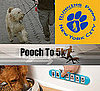Weight Loss For Dogs