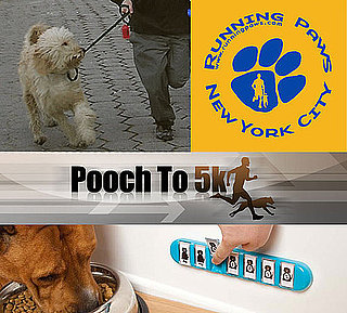 Weight Loss For Dogs