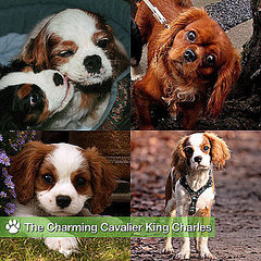 Cavalier King Charles Spaniel Pictures Cavalier King Charles Spaniel Pictures