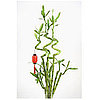 Easy Feng Shui Tips
