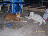 Kodah and Tig