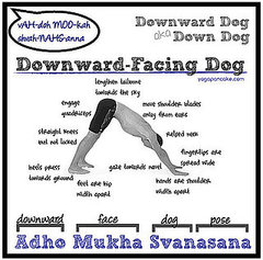Getting Down with Downward-Facing Dog